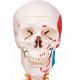 Squelette humain taille réelle Sam Lux sur support métallique à roulettes