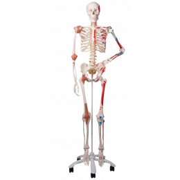 Modèle anatomique du corps humain masculin 50 cm: 361 points d