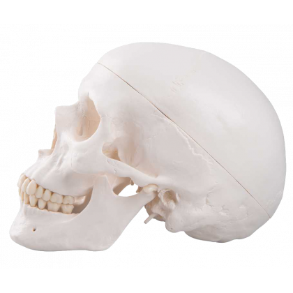 Crâne articulé version Didactique, 22 pièces 4708 Erler Zimmer