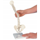 Colonne vertébrale élastique miniature avec support