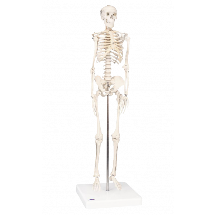 https://www.hexamed.fr/31768-large_default/squelette-humain-miniature-shorty-sur-socle.jpg