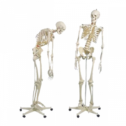 Squelette humain taille réelle FRED Pro Flexible