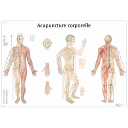 Planche Anatomique point d'acupuncture corporelle