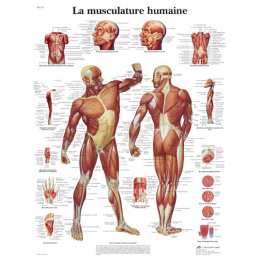 Planche Anatomique la Musculation