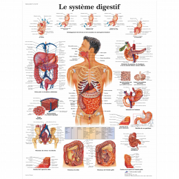 Planche Anatomique le Système Digestif