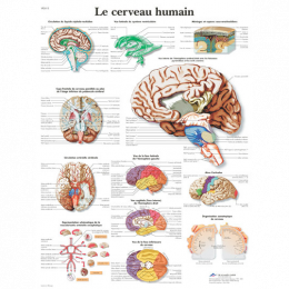 Planche Anatomique le Cerveau Humain