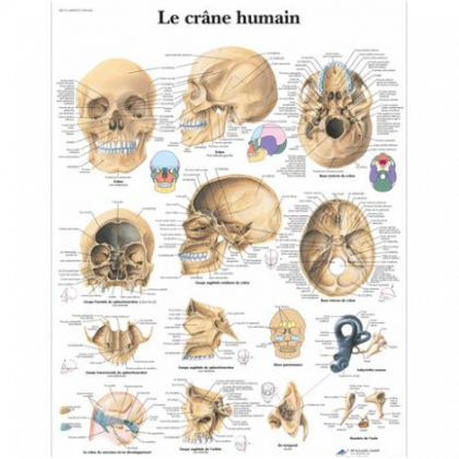 Crâne (anatomie humaine) — Wikipédia