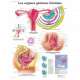 Planche anatomique - Les organes génitaux féminins