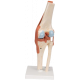 Articulation du genou - modèle fonctionnel de luxe 3B Smart Anatomy