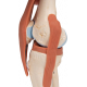 Articulation du genou - modèle fonctionnel de luxe 3B Smart Anatomy