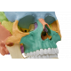 Crâne humain articulé didactique EZ 4708 - 22 pièces