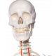 Squelette humain didactique Oscar EZ sur pied roulant en métal