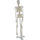 Squelette humain miniature Mediprem