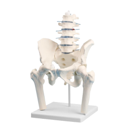 Modèle anatomique de vertèbres lombaires avec bassin et moignons fémoraux Erler Zimmer