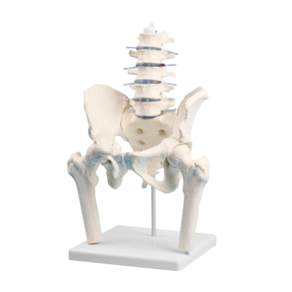 Modèle anatomique de vertèbres lombaires avec bassin et moignons fémoraux Erler Zimmer