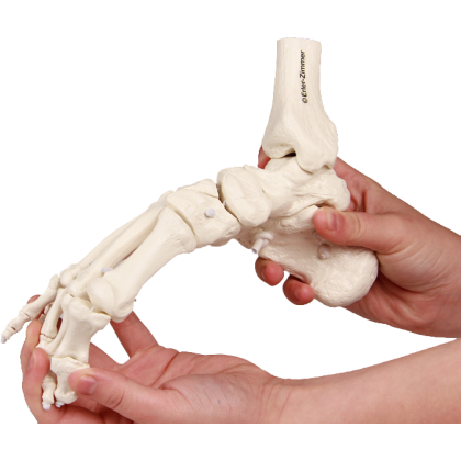 Squelette souple du pied avec début de tibia et péroné Erler Zimmer