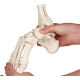 Squelette souple du pied avec début de tibia et péroné Erler Zimmer