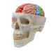 Modèle anatomique du cerveau avec régions et fonctions Erler Zimmer, 5 pièces