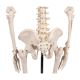 Squelette miniature Tom Erler Zimmer