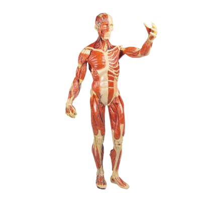Modèle anatomique de muscle, 1/3 grandeur nature Erler Zimmer