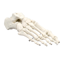 Squelette humain STAN A10 sur support à 5 roulettes sur Medi-Tek