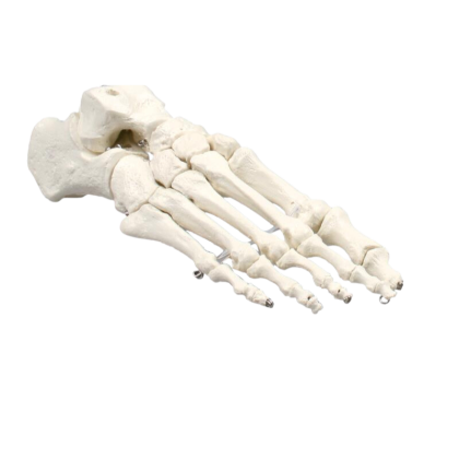Modèle de squelette du pied humain Erler Zimmer