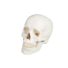 Squelette corps humain classique de taille réelle - Mediprem