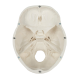 Modèle de crâne humain 3 parties Erler Zimmer