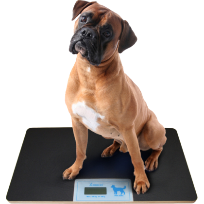Balance digitale vétérinaire Gima - taille moyenne