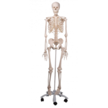 Modèles anatomiques : organes et squelette