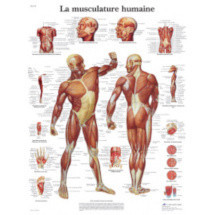 Planches et illustrations anatomiques